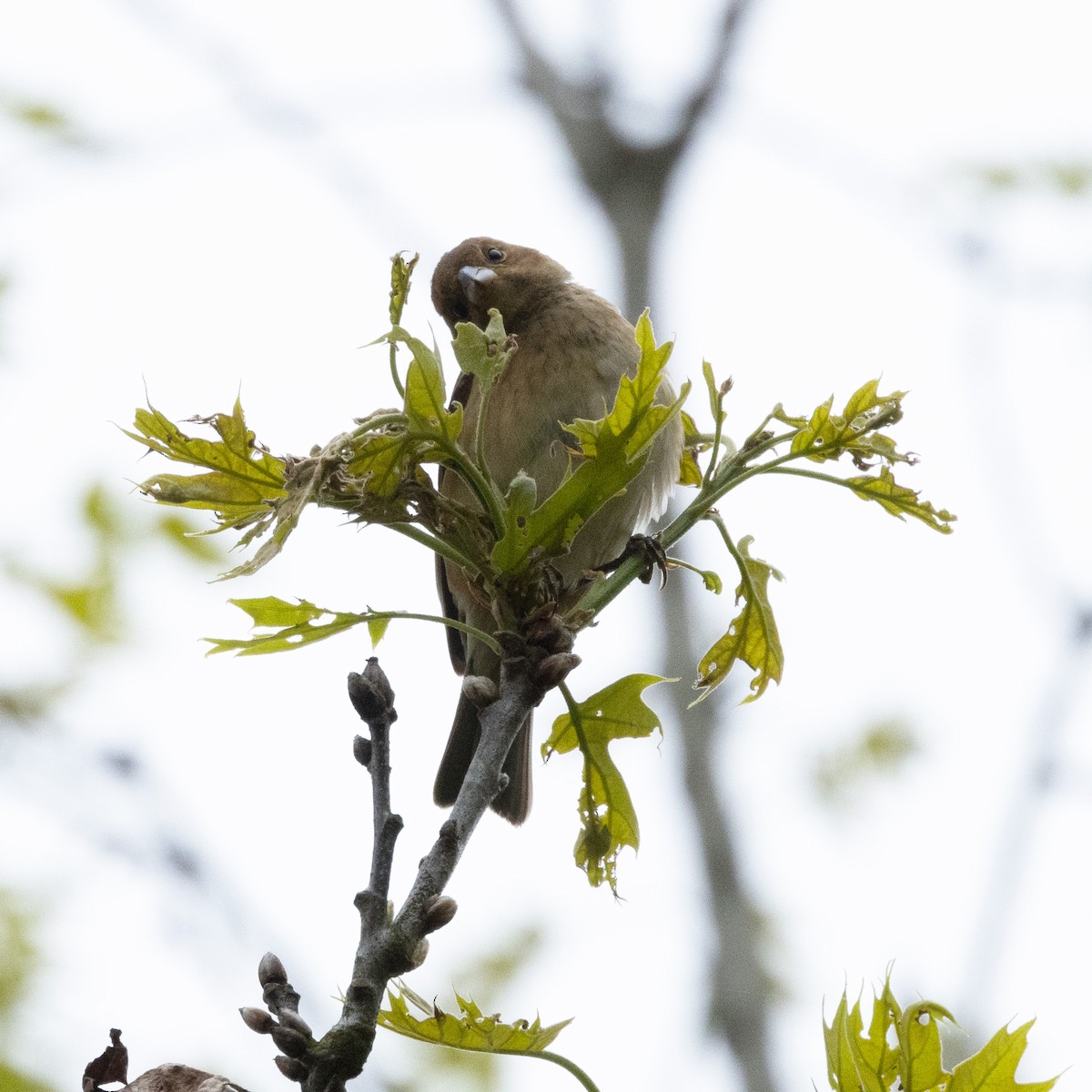 Indigo Bunting - Mary McKitrick