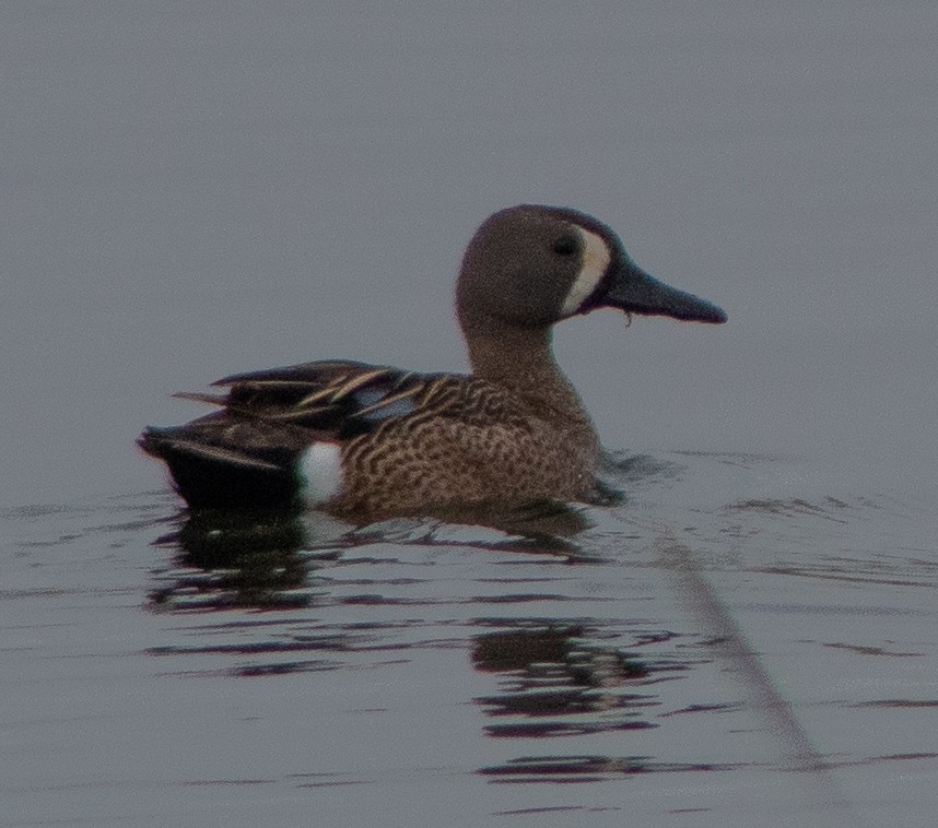 Blue-winged Teal - G Stacks