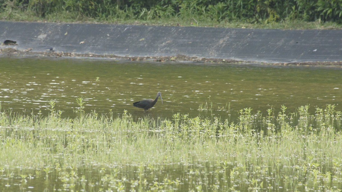 Glossy Ibis - ML618788756