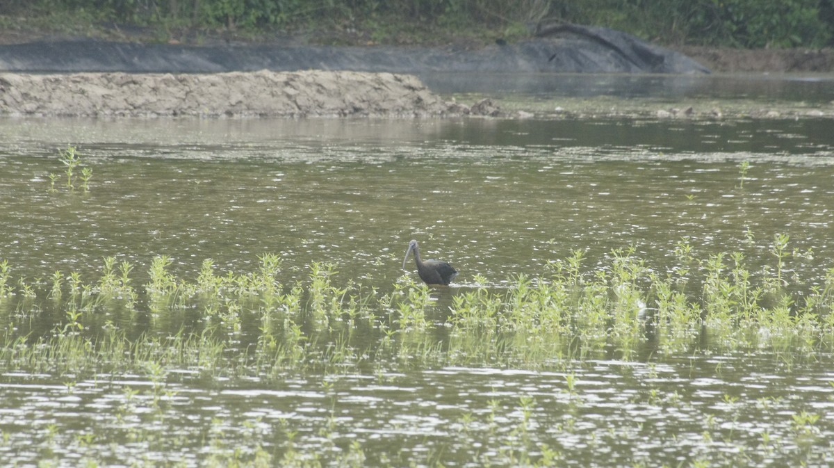 Glossy Ibis - ML618788757