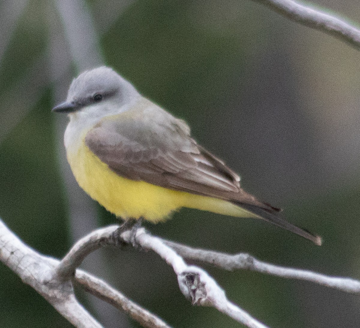 Western Kingbird - G Stacks