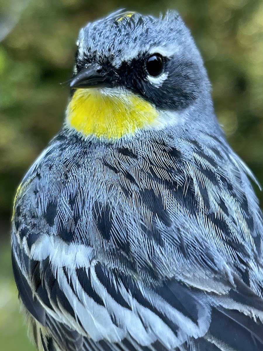 Yellow-rumped Warbler (Myrtle x Audubon's) - Dan Tallman