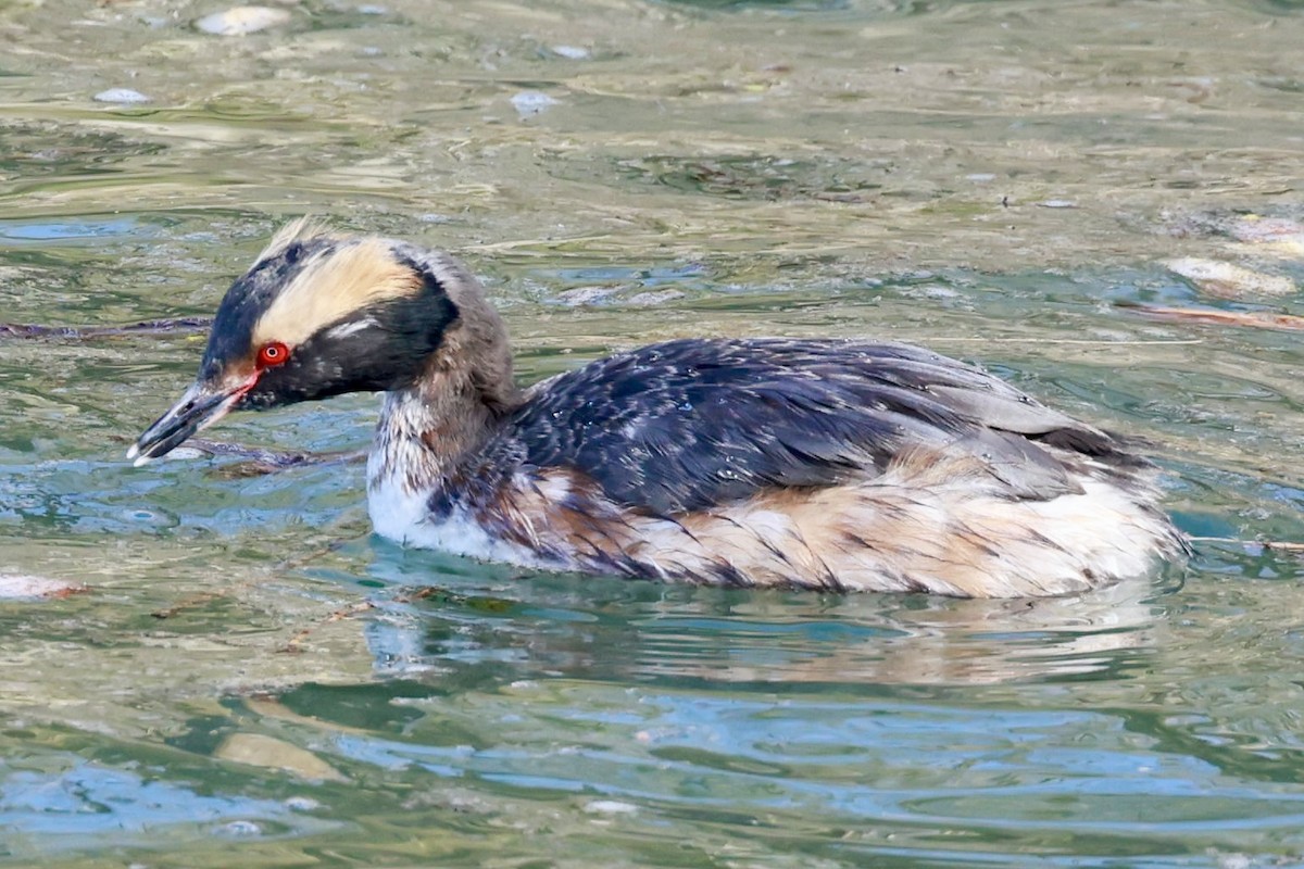 Horned Grebe - ML618788774