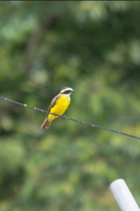 Rusty-margined Flycatcher - ML618788810