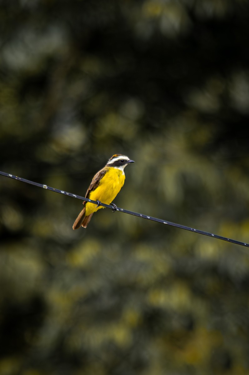 Rusty-margined Flycatcher - Daniel Alpala