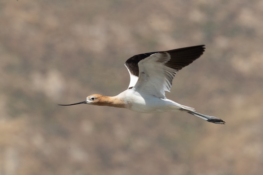 American Avocet - Kathryn McGiffen