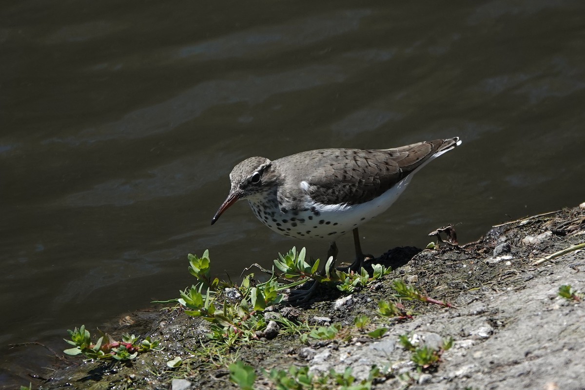 Spotted Sandpiper - Cindy Cummings