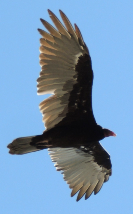 Turkey Vulture - Jeffrey C and Teresa B Freedman