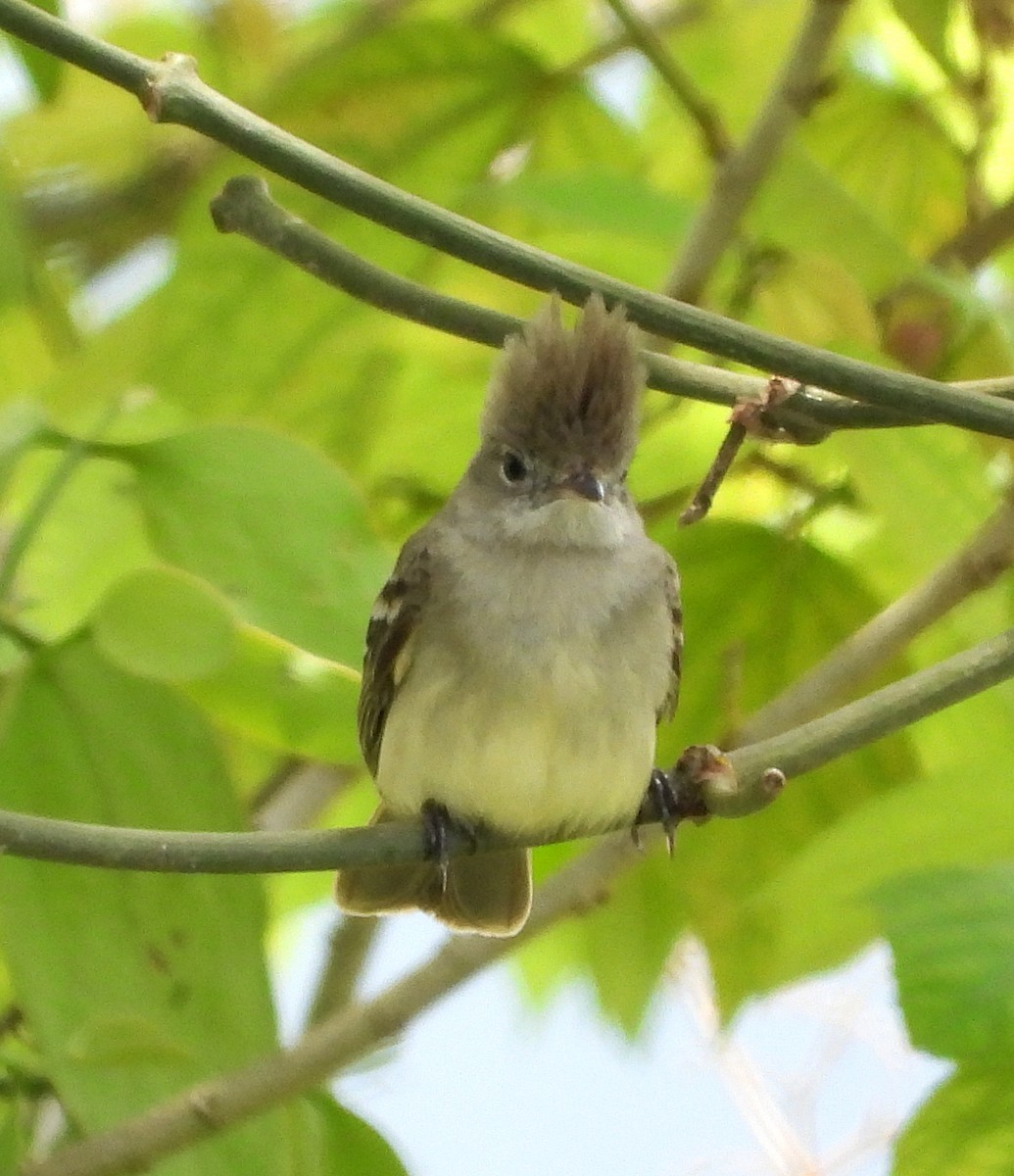 Yellow-bellied Elaenia - Manuel Pérez R.