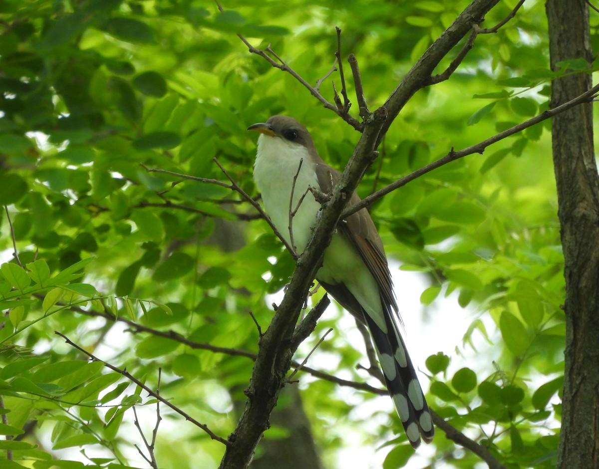 Yellow-billed Cuckoo - ML618788871