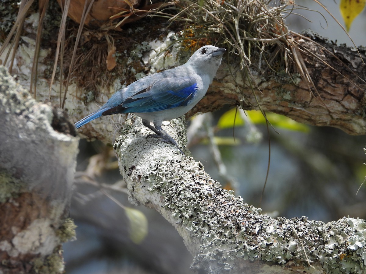 Blue-gray Tanager - Manuel Pérez R.