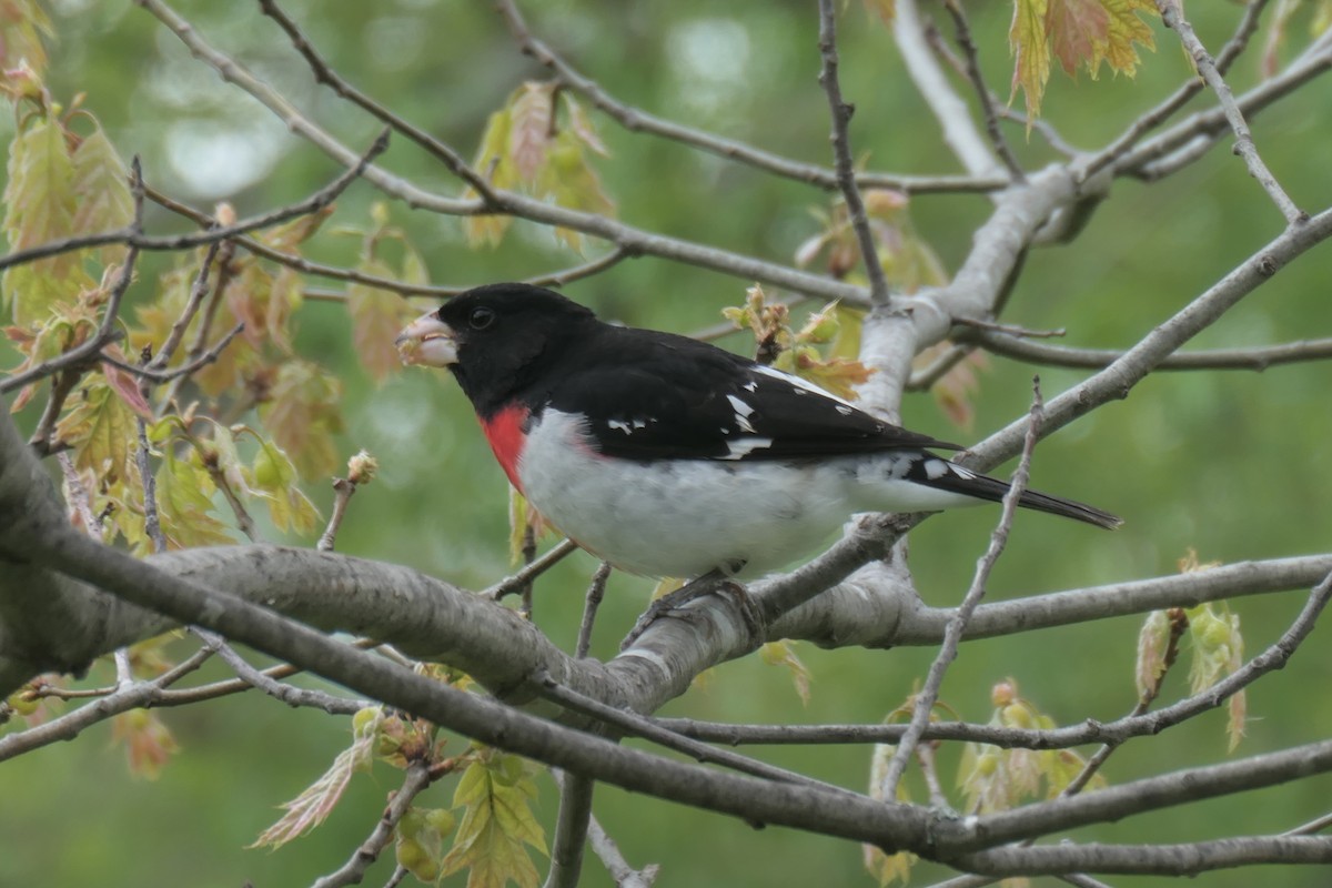 rosenbrysttykknebb - ML618788893