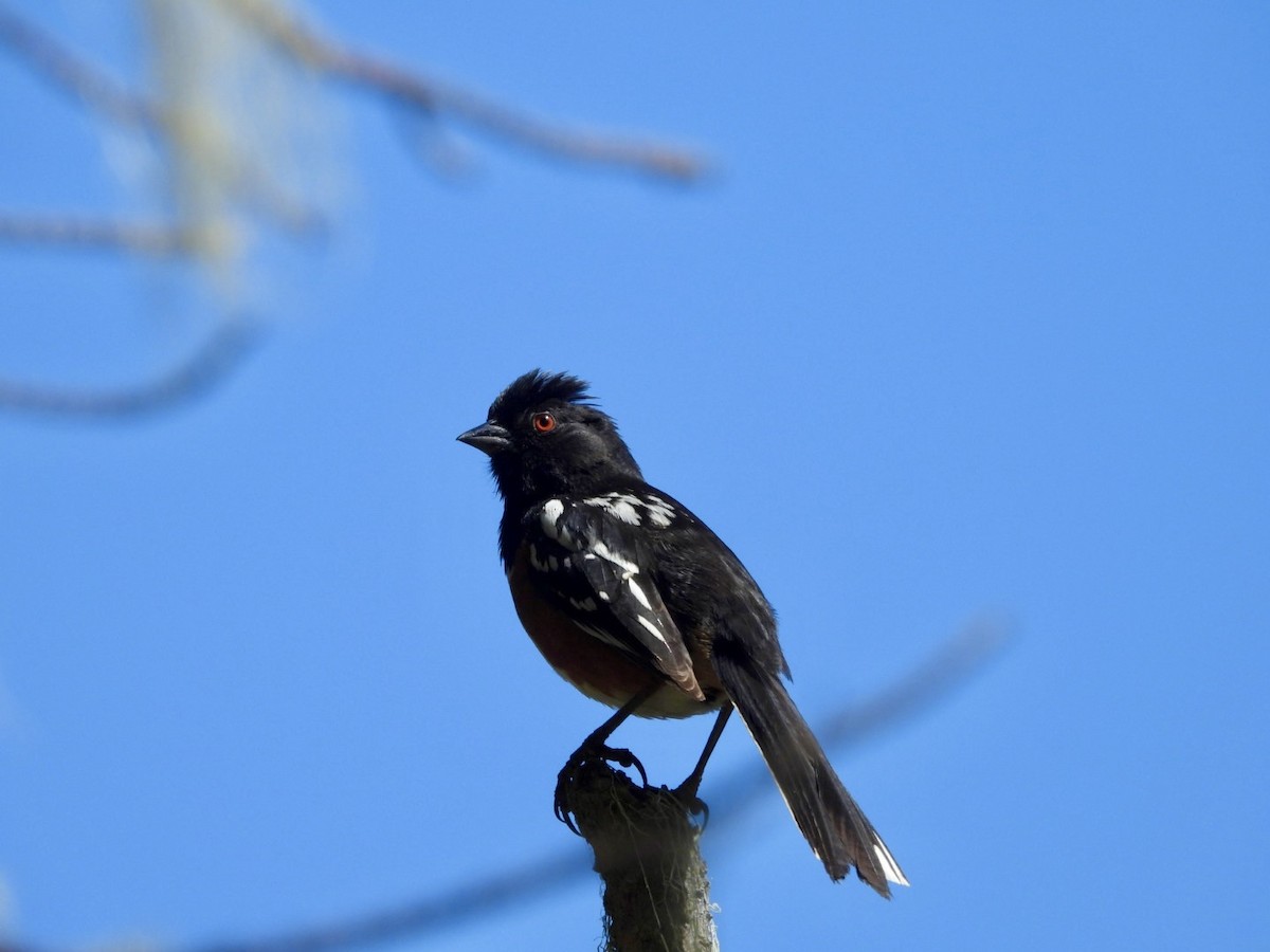 Spotted Towhee - Della Bossart