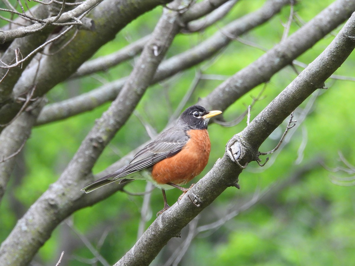 American Robin - ML618788905