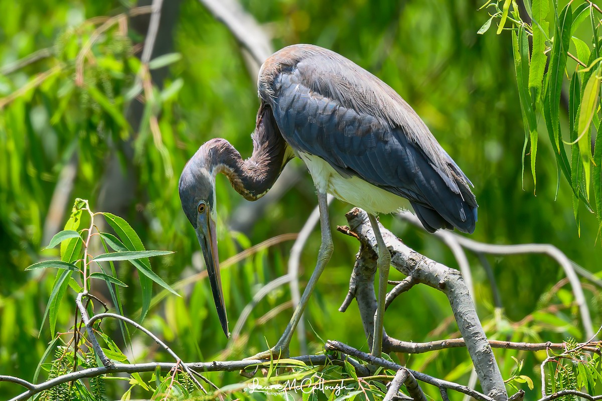 Tricolored Heron - Laura McCullough