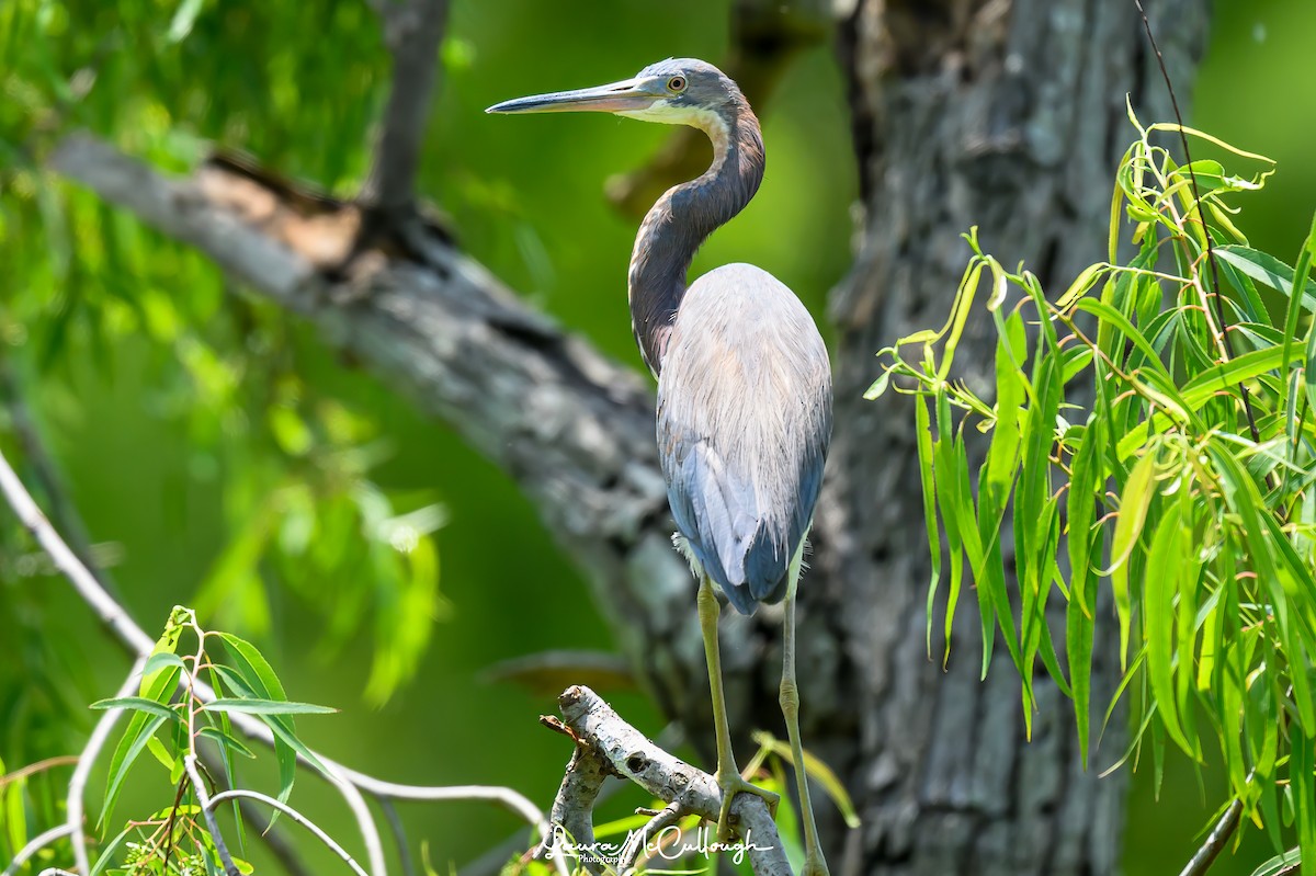 Tricolored Heron - Laura McCullough