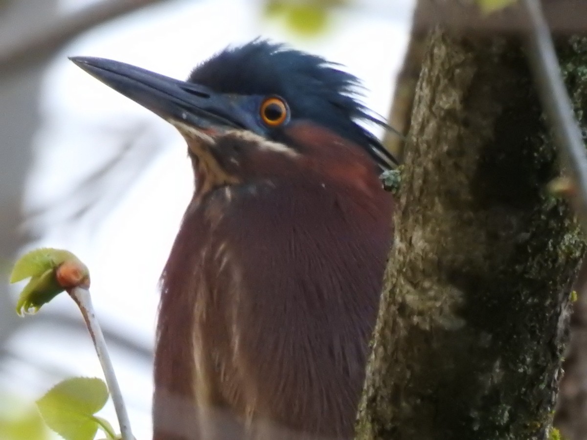 Green Heron - ML618788925