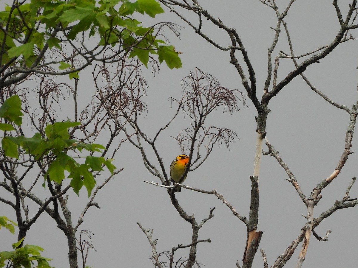 Blackburnian Warbler - ML618788934