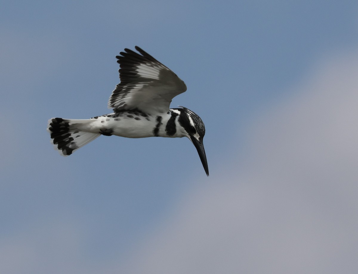 Pied Kingfisher - ML618788941