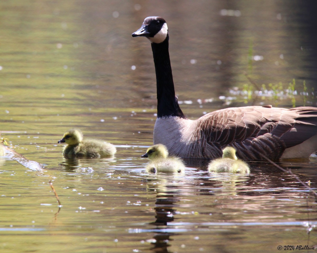 Canada Goose - Alain Balleux🦉