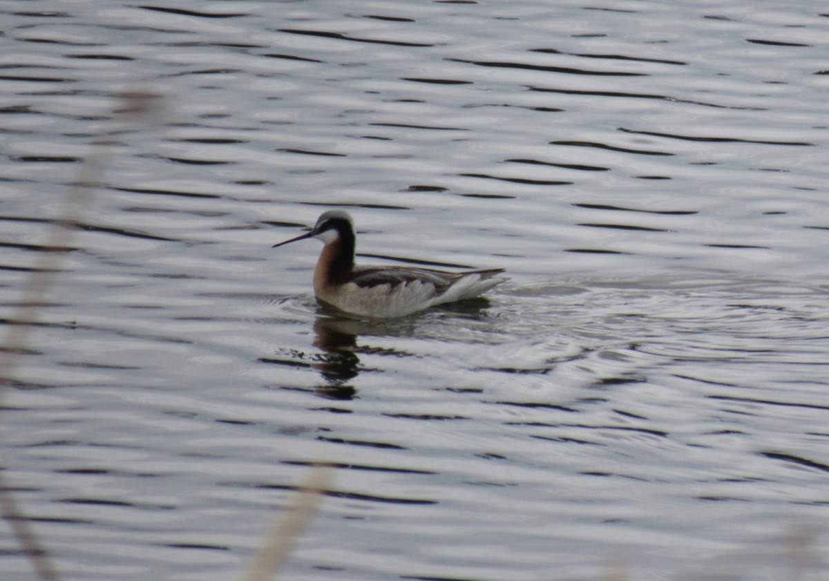 Wilson's Phalarope - Laurel Armstrong