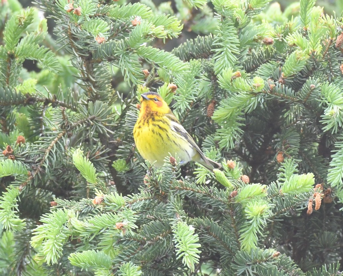 Cape May Warbler - Mary & Bob Pratt