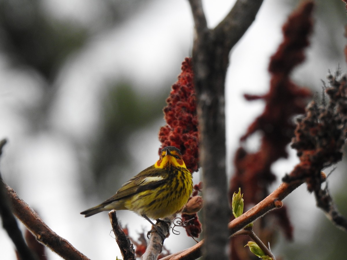 Cape May Warbler - carol villeneuve