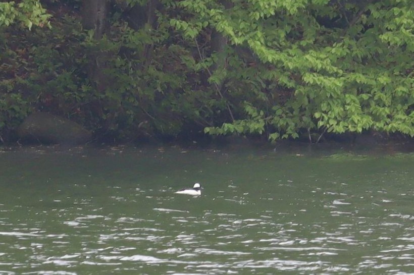 Bufflehead - ML618789005