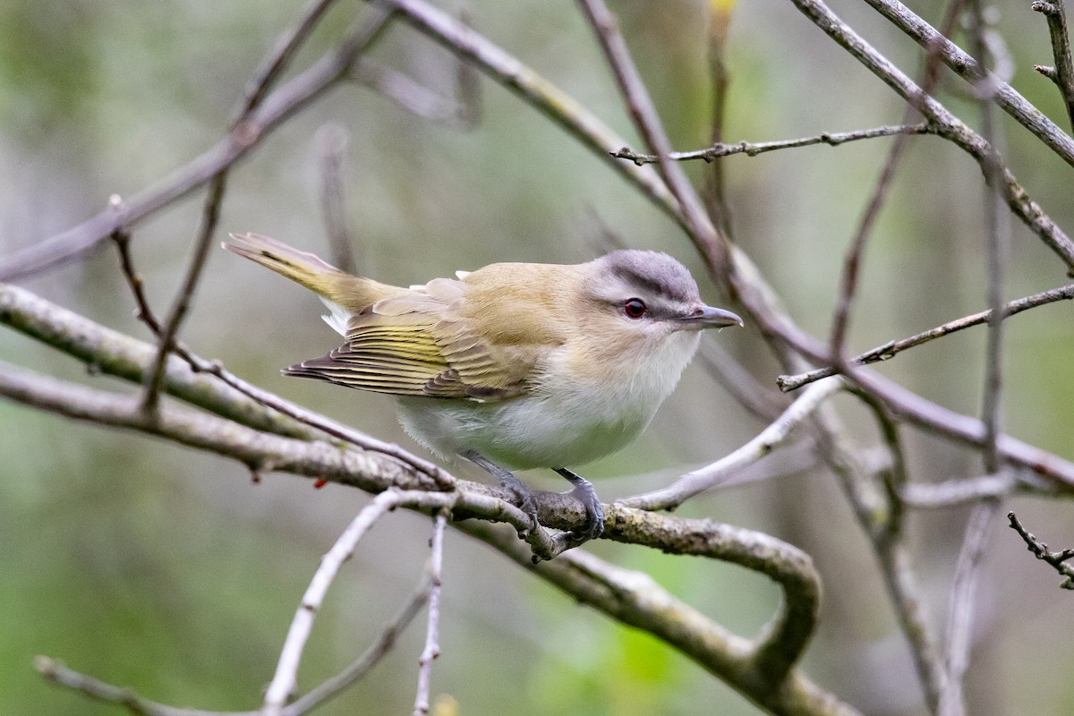 Red-eyed Vireo - Cameron Johnson