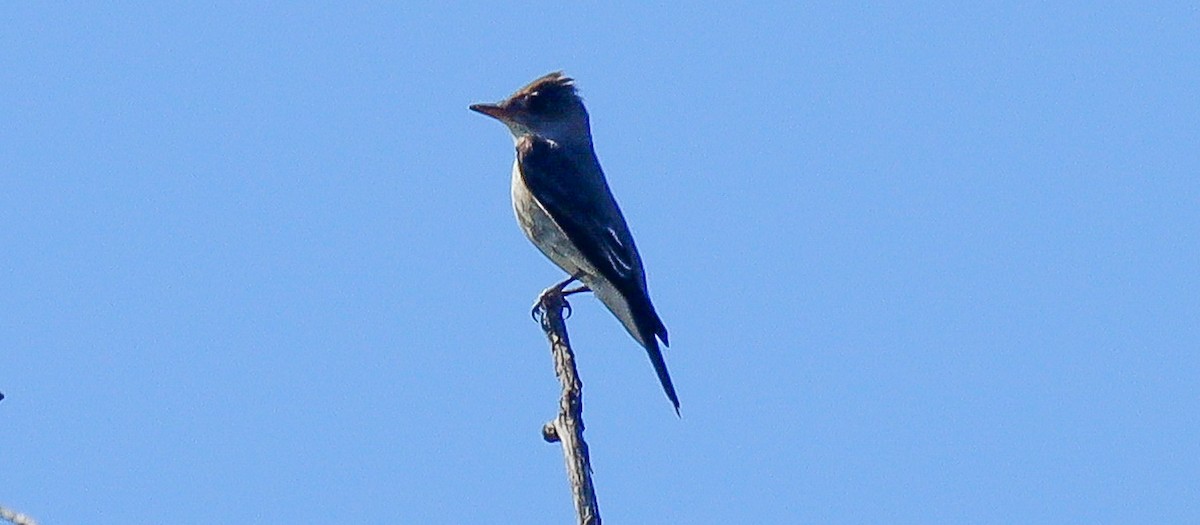 Western Wood-Pewee - robert bowker