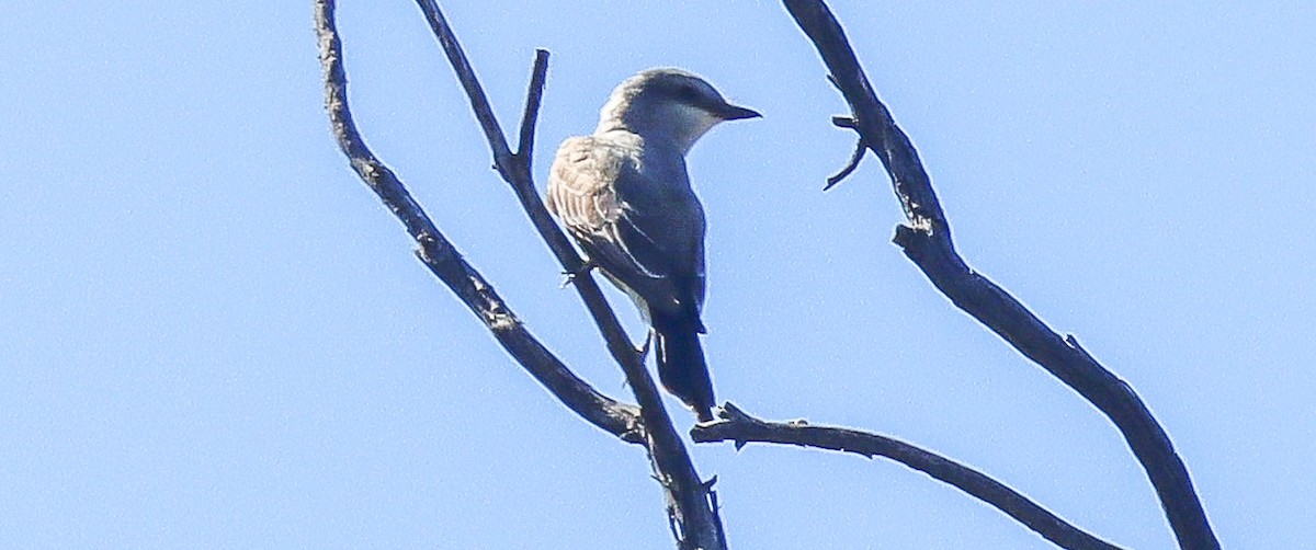 Western Kingbird - robert bowker
