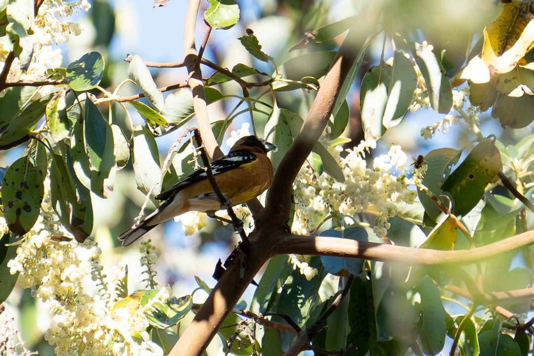 Black-headed Grosbeak - Steve Knapp