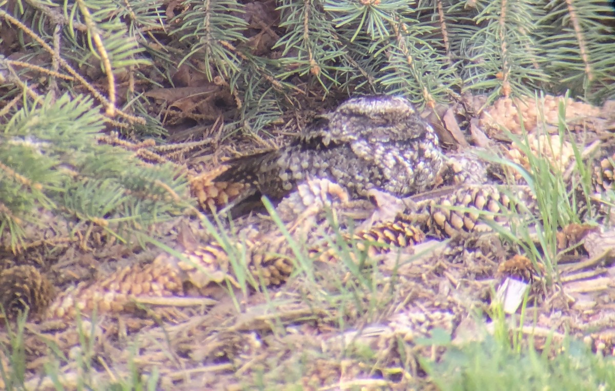 Common Poorwill - Nick Ferrauolo