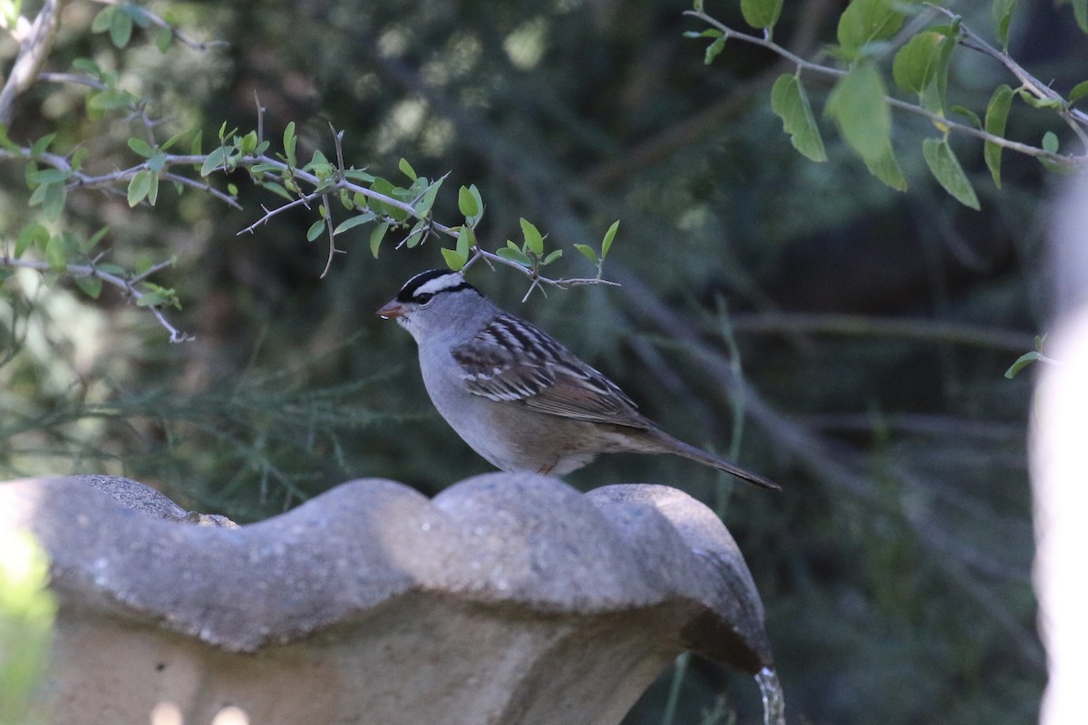 White-crowned Sparrow - ML618789054