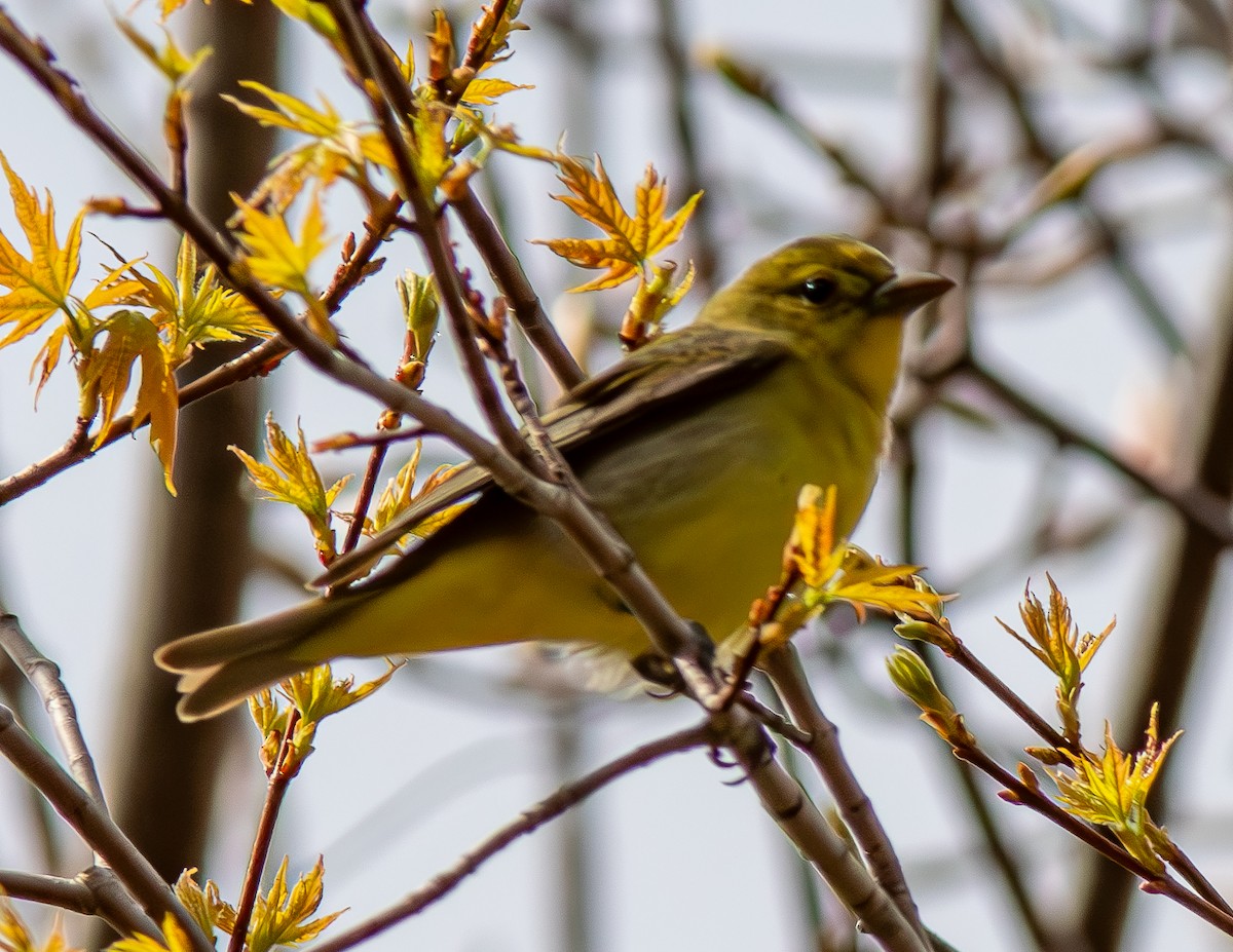 Scarlet Tanager - Donald Thompson