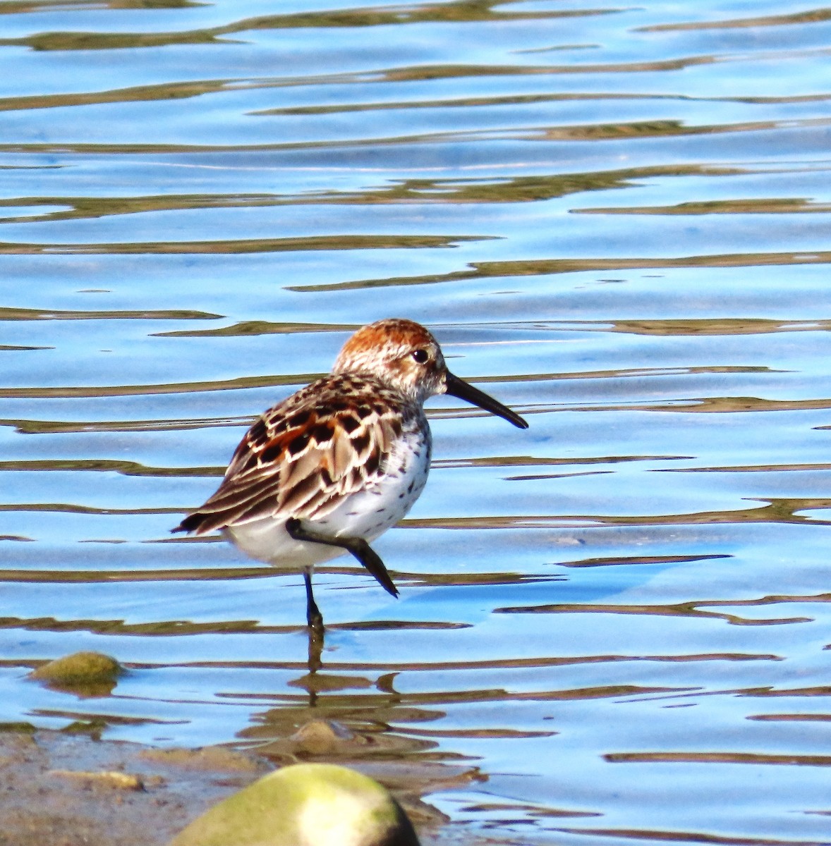 Western Sandpiper - Maggie Smith