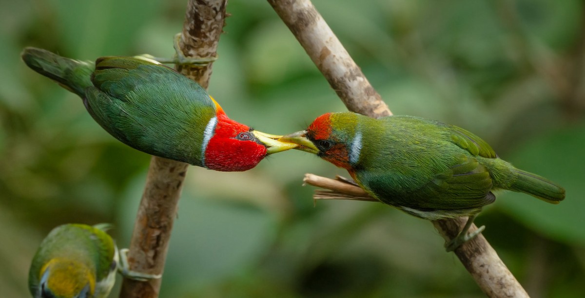 Red-headed Barbet - Kevin Ocampo | Ocampo Expeditions Birding Tours