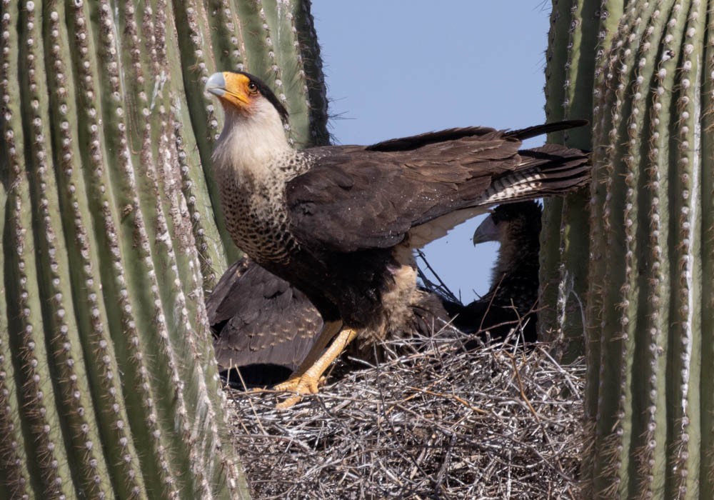 Crested Caracara - Marty Herde