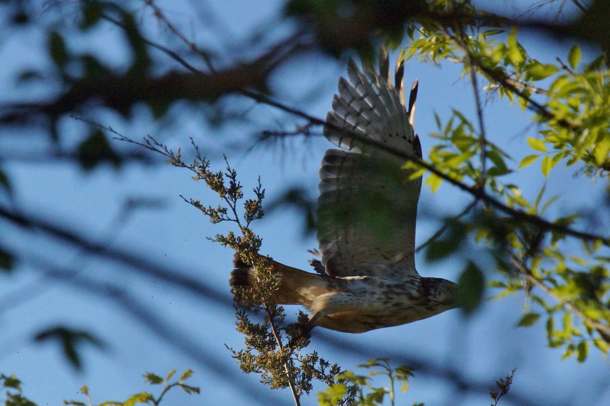 Red-tailed Hawk - ML618789107