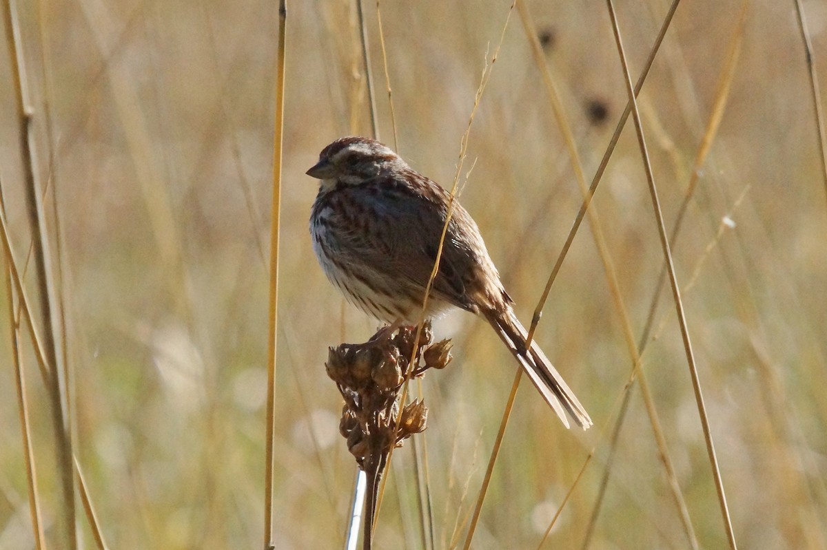 Song Sparrow - ML618789126