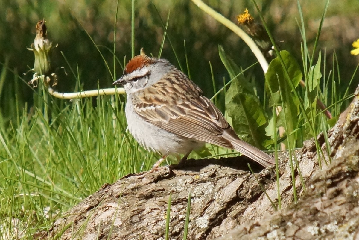 Chipping Sparrow - Robin Oxley 🦉