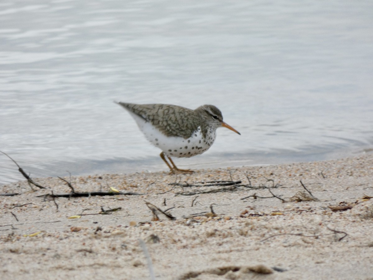 Spotted Sandpiper - Cynthia Madsen