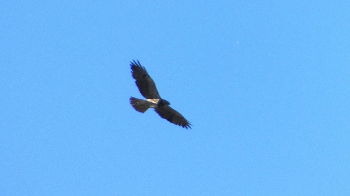 Swainson's Hawk - ML618789135