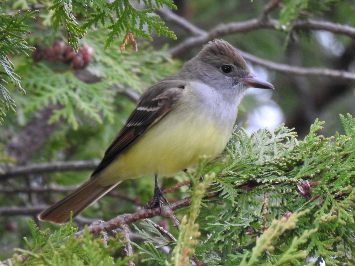 Great Crested Flycatcher - ML618789144