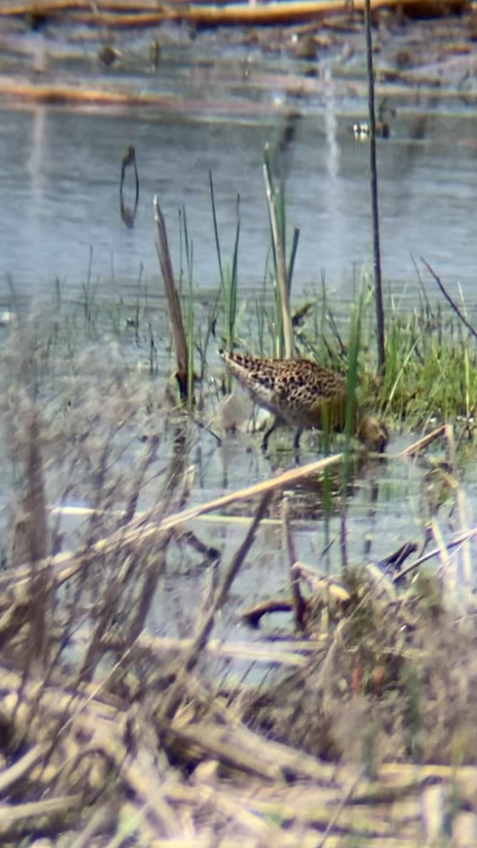 Short-billed Dowitcher - ML618789175