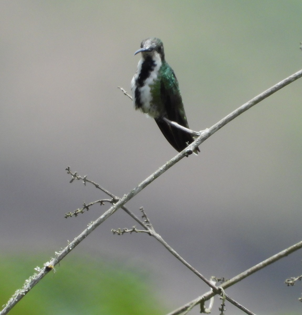 Black-throated Mango - Manuel Pérez R.