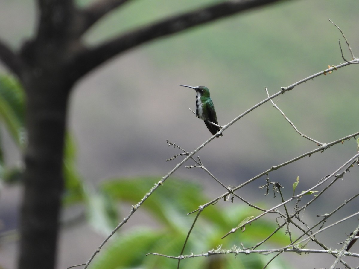 Black-throated Mango - Manuel Pérez R.