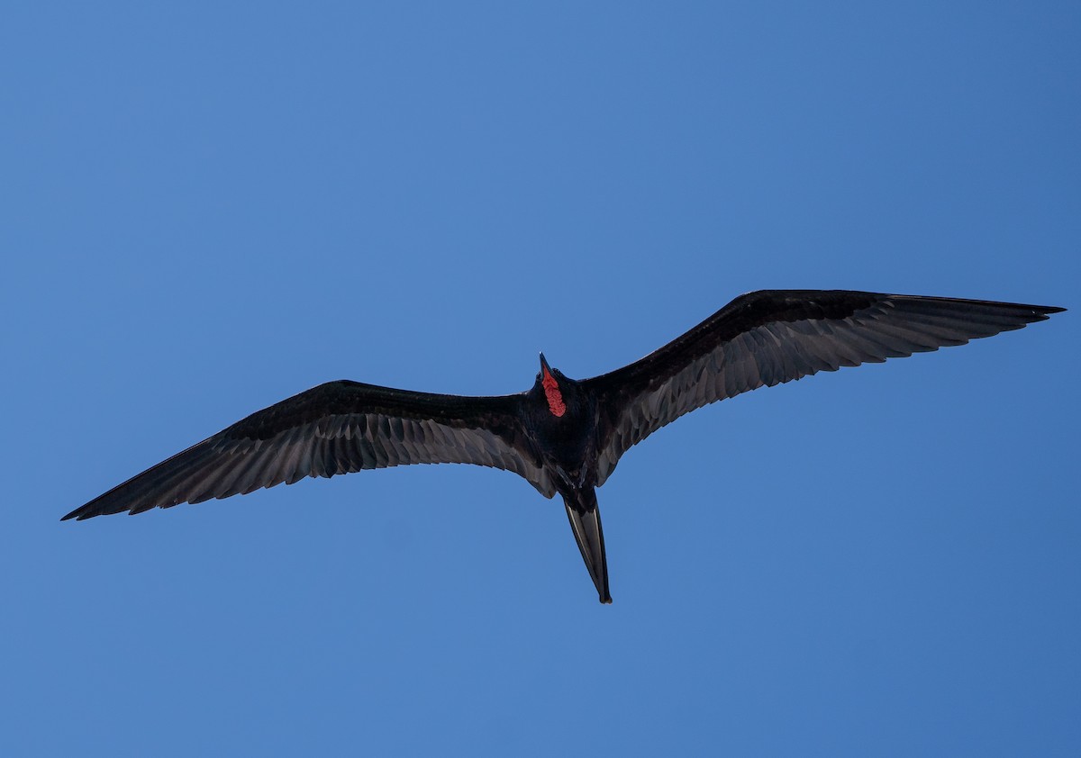 ub. fregattfugl (Fregata sp.) - ML618789196