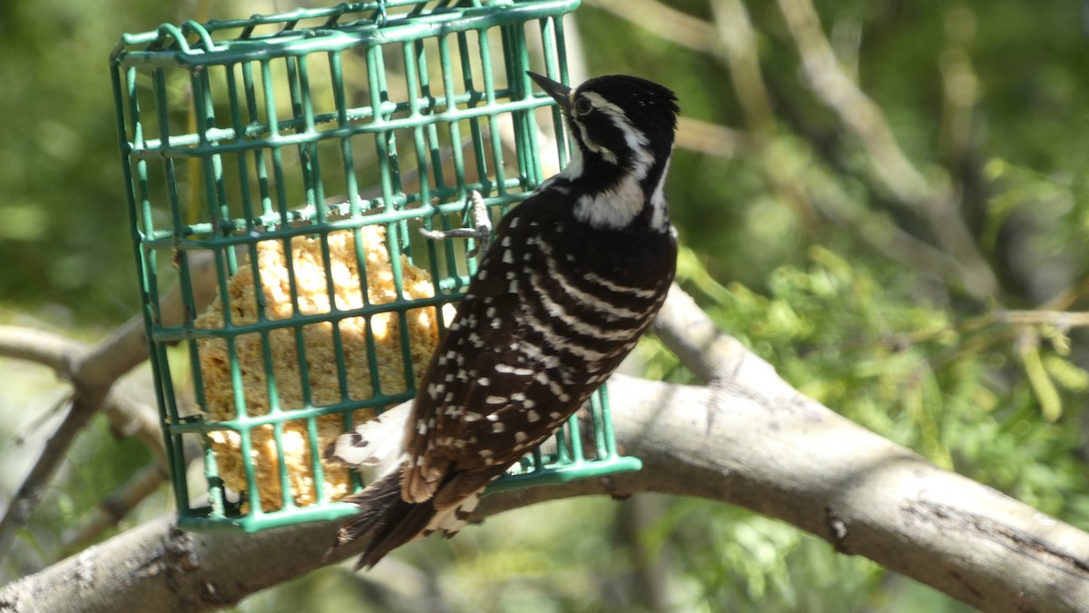 Nuttall's Woodpecker - ML618789197