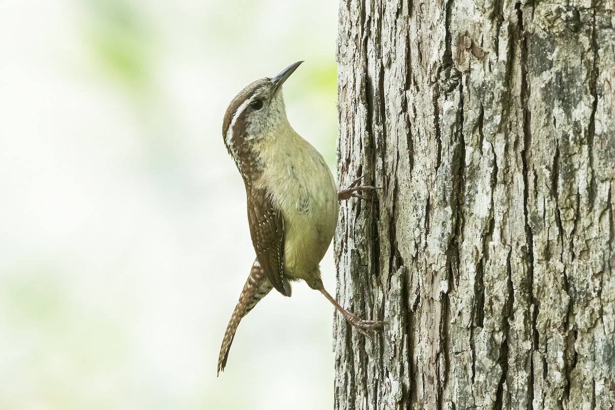 Carolina Wren - Doug Waters